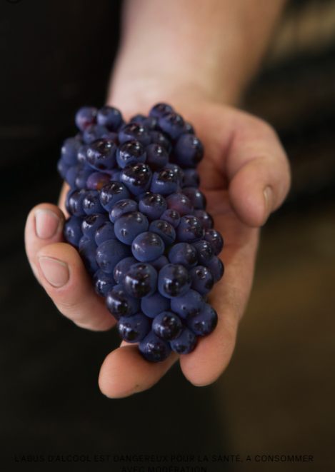 rsrv blanc de noirs champagne 2018 - millésimé - raisins noirs